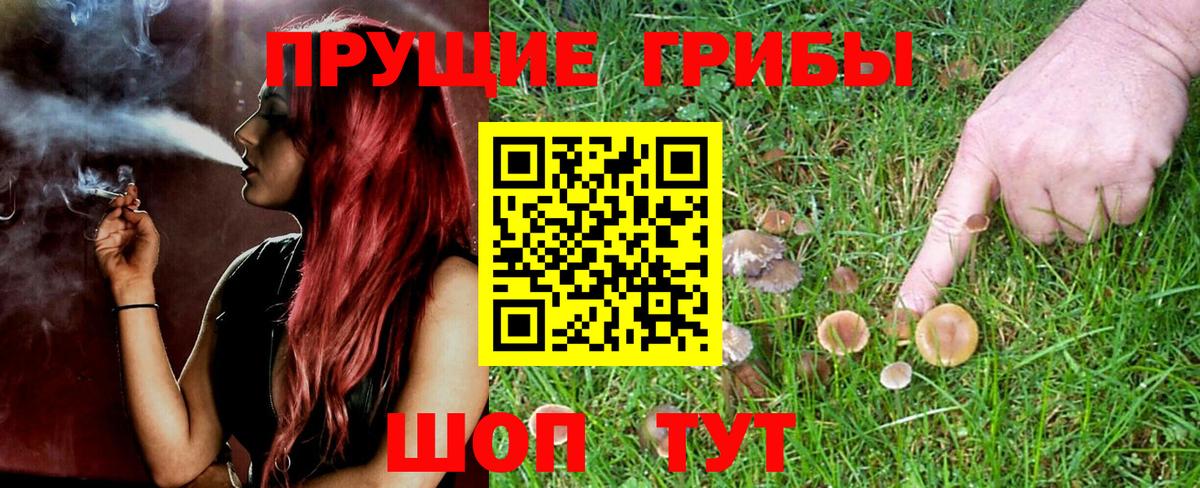 Галлюциногенные грибы Psilocybine cubensis Ирбит